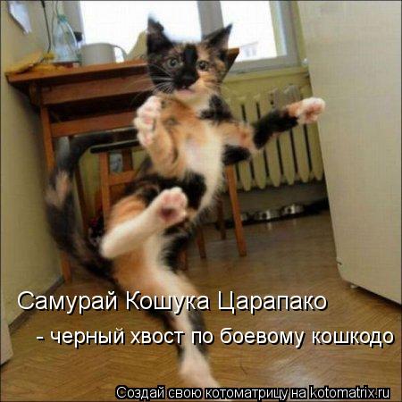 Самурай Кошука Царапако - черный хвост по боевому кошкодо... Котоматрица: Самурай Кошука Царапако - черный хвост по боевому кошкодо