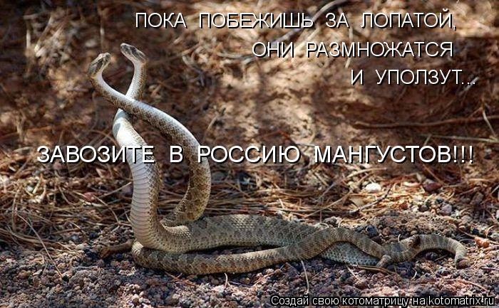ПОКА ПОБЕЖИШЬ ЗА ЛОПАТОЙ, ОНИ РАЗМНОЖАТСЯ И УПОЛЗУТ... ЗАВОЗИТЕ В РОССИЮ МАНГУСТОВ!!!... Котоматрица: ПОКА ПОБЕЖИШЬ ЗА ЛОПАТОЙ, ОНИ РАЗМНОЖАТСЯ И УПОЛЗУТ... ЗАВОЗИТЕ В РОССИЮ МАНГУСТОВ!!!