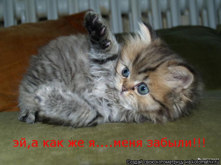 эй,а как же я....меня забыли!!!... Котоматрица: эй,а как же я....меня забыли!!!