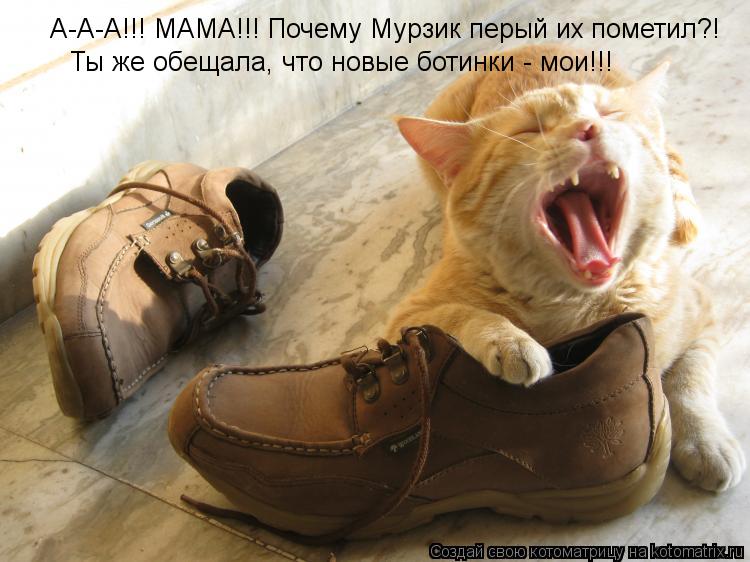 А-А-А!!! МАМА!!! Почему Мурзик перый их пометил?! Ты же обещала, что новые ботинки - мои!!!... Котоматрица: А-А-А!!! МАМА!!! Почему Мурзик перый их пометил?! Ты же обещала, что новые ботинки - мои!!!
