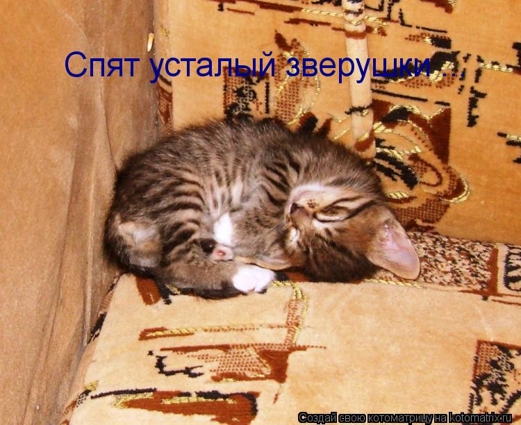 Спят усталый зверушки ...... Котоматрица: Спят усталый зверушки ...