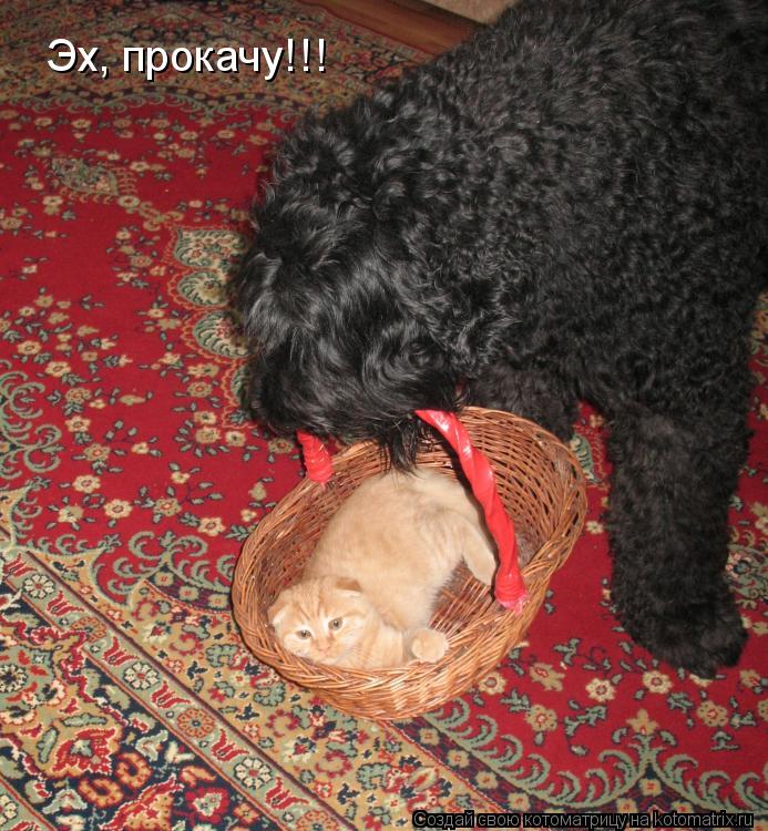 Эх, прокачу!!!... Котоматрица: Эх, прокачу!!!