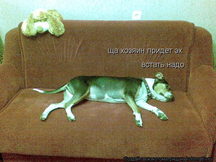 ща хозяин придет эх встать надо .... Котоматрица: ща хозяин придет эх встать надо .