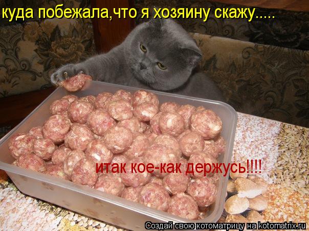 куда побежала,что я хозяину скажу..... итак кое-как держусь!!!!... Котоматрица: куда побежала,что я хозяину скажу..... итак кое-как держусь!!!!