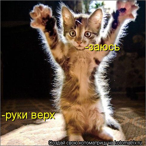 -руки верх -заюсь... Котоматрица: -руки верх -заюсь