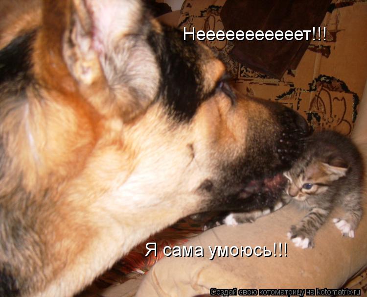 Нееееееееееет!!! Я сама умоюсь!!!... Котоматрица: Нееееееееееет!!! Я сама умоюсь!!!