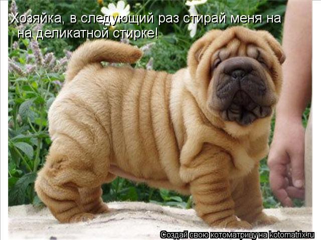 Хозяйка, в следующий раз стирай меня на на деликатной стирке!... Котоматрица: Хозяйка, в следующий раз стирай меня на на деликатной стирке!