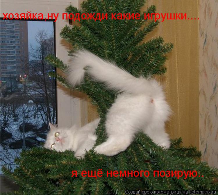 хозяйка,ну подожди какие игрушки.... я ещё немного позирую..... Котоматрица: хозяйка,ну подожди какие игрушки.... я ещё немного позирую..