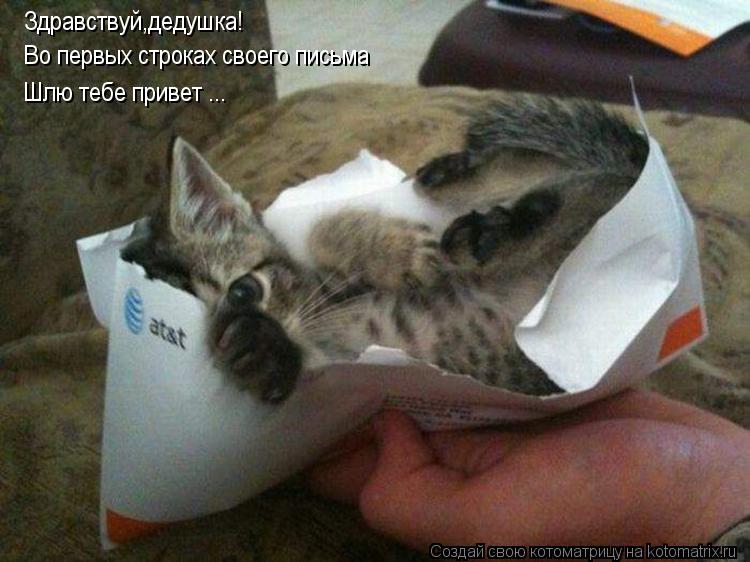 Здравствуй,дедушка! Во первых строках своего письма Шлю тебе привет ...... Котоматрица: Здравствуй,дедушка! Во первых строках своего письма Шлю тебе привет ...