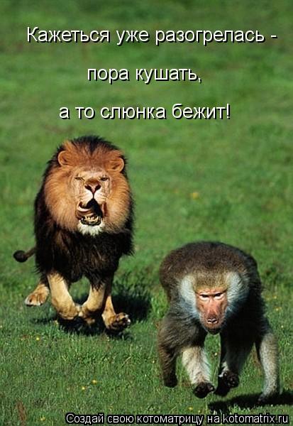 Котоматрица: Кажеться уже разогрелась -   пора кушать, а то слюнка бежит!