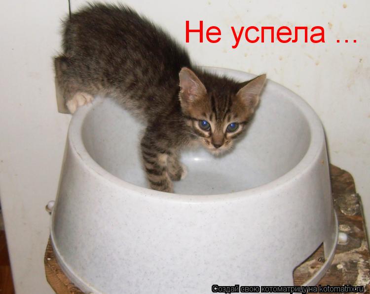 Котоматрица: Не успела ...