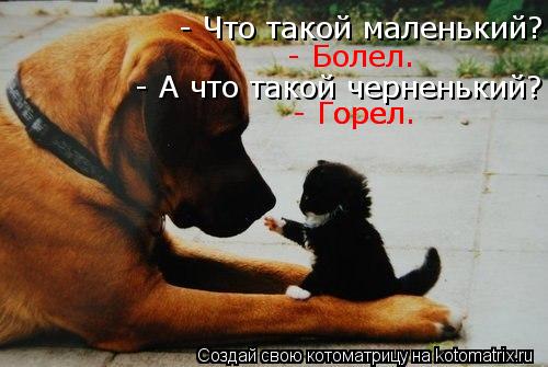 Котоматрица: - Что такой маленький? - Болел. - А что такой черненький? - Горел. - Горел.