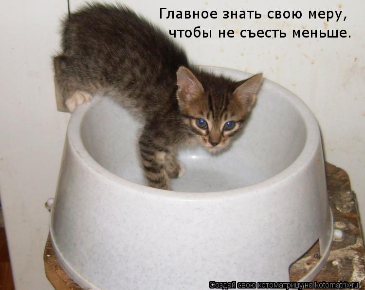 Главное знать свою меру, чтобы не съесть меньше.... Котоматрица: Главное знать свою меру, чтобы не съесть меньше.