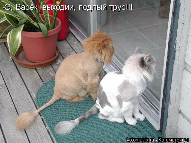 -Э, Васёк выходии, подлый трус!!!... Котоматрица: -Э, Васёк выходии, подлый трус!!!