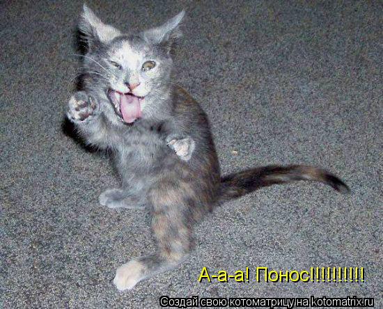 А-а-а! Понос!!!!!!!!!!... Котоматрица: А-а-а! Понос!!!!!!!!!!