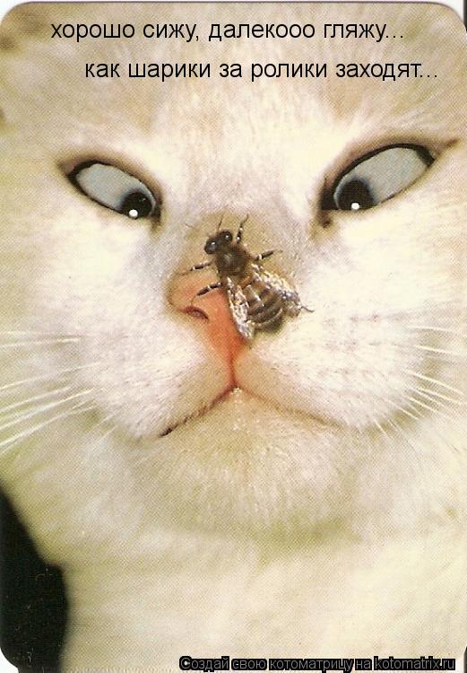 хорошо сижу, далекооо гляжу... как шарики за ролики заходят...... Котоматрица: хорошо сижу, далекооо гляжу... как шарики за ролики заходят...