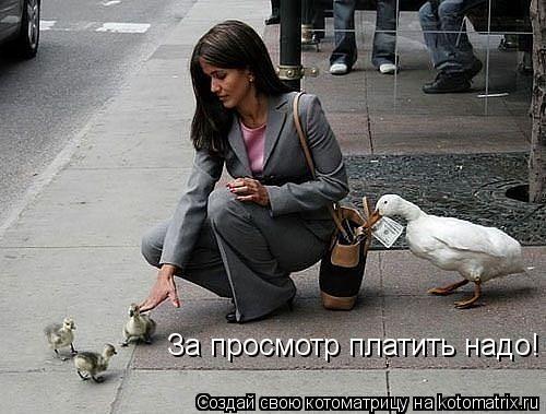 За просмотр платить надо!... Котоматрица: За просмотр платить надо!