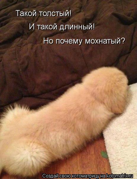 Такой толстый! И такой длинный! Но почему мохнатый?... Котоматрица: Такой толстый! И такой длинный! Но почему мохнатый?