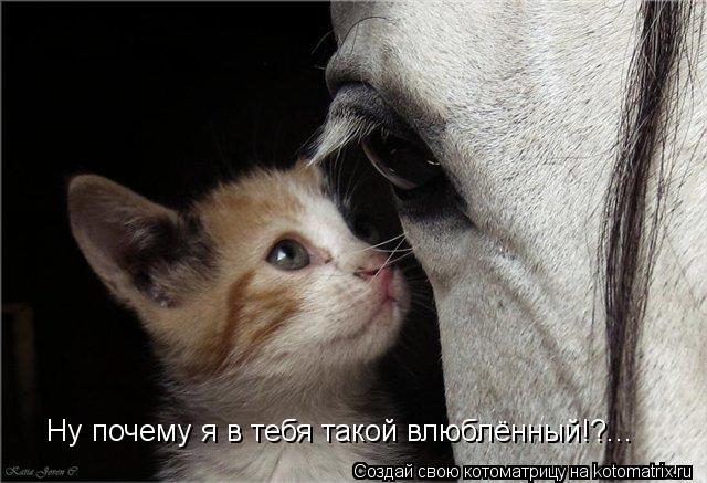 Ну почему я в тебя такой влюблённый!?...... Котоматрица: Ну почему я в тебя такой влюблённый!?...