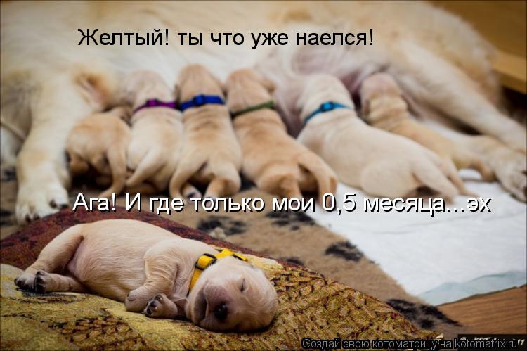 Желтый! ты что уже наелся! Ага! И где только мои 0,5 месяца...эх... Котоматрица: Желтый! ты что уже наелся! Ага! И где только мои 0,5 месяца...эх