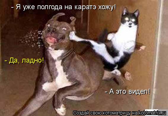 - Я уже полгода на каратэ хожу! - А это видел! - Да, ладно!... Котоматрица: - Я уже полгода на каратэ хожу! - А это видел! - Да, ладно!