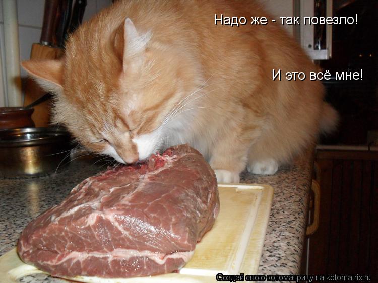 Надо же - так повезло! И это всё мне!... Котоматрица: Надо же - так повезло! И это всё мне!