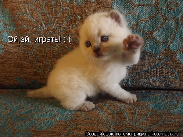 Эй,эй, играть! : (... Котоматрица: Эй,эй, играть! : (