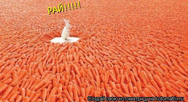 РАЙ!!!!!... Котоматрица: РАЙ!!!!!
