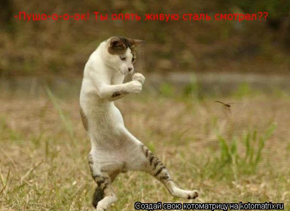 -Пушо-о-о-ок! -Пушо-о-о-ок! Ты опять живую сталь смотрел??... Котоматрица: -Пушо-о-о-ок! -Пушо-о-о-ок! Ты опять живую сталь смотрел??