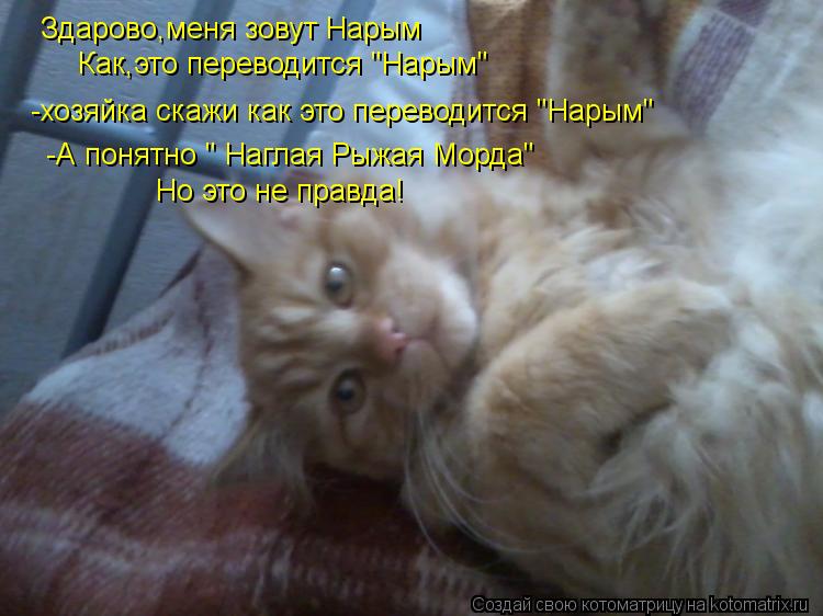 Здарово,меня зовут Нарым Как,это переводится "Нарым" -хозяйка скажи как это переводится "Нарым" -А по... Котоматрица: Здарово,меня зовут Нарым Как,это переводится "Нарым" -хозяйка скажи как это переводится "Нарым" -А понятно " Наглая Рыжая Морда" Но это не прав