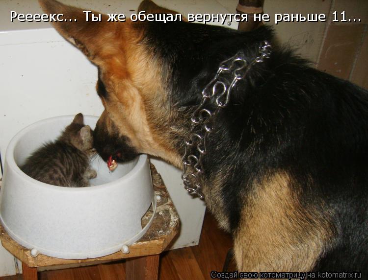Котоматрица: Реееекс... Ты же обещал вернутся не раньше 11...