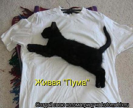 Котоматрица: Живая "Пума"