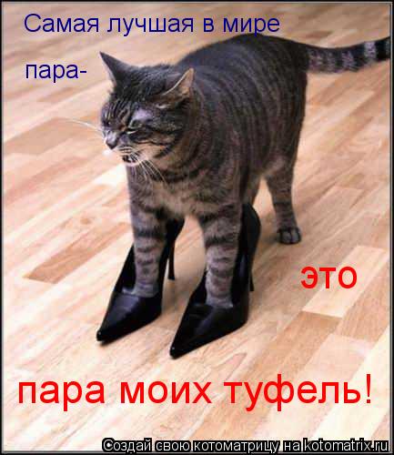 Самая лучшая в мире пара- это пара моих туфель!... Котоматрица: Самая лучшая в мире пара- это пара моих туфель!