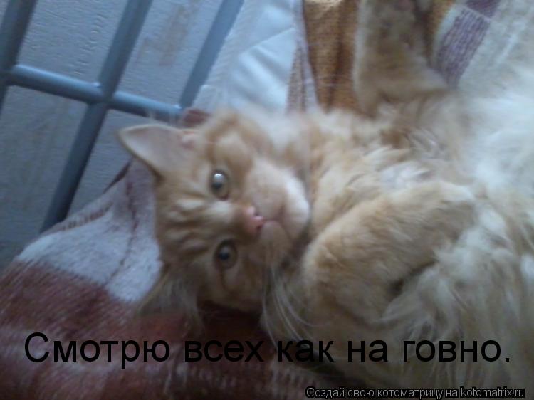 Смотрю всех как на говно.... Котоматрица: Смотрю всех как на говно.