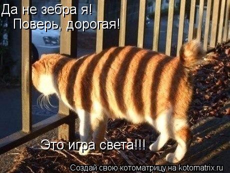 Да не зебра я! Поверь, дорогая! Это игра света!!!... Котоматрица: Да не зебра я! Поверь, дорогая! Это игра света!!!