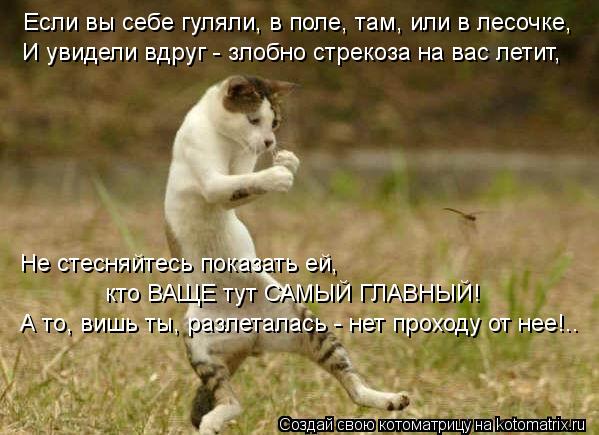 Если вы себе гуляли, в поле, там, или в лесочке, И увидели вдруг - злобно стрекоза на вас летит, Не с... Котоматрица: Если вы себе гуляли, в поле, там, или в лесочке, И увидели вдруг - злобно стрекоза на вас летит, Не стесняйтесь показать ей, кто ВАЩЕ тут САМЫЙ