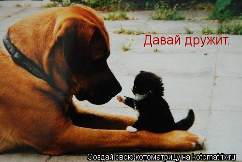 Давай дружит.... Котоматрица: Давай дружит.