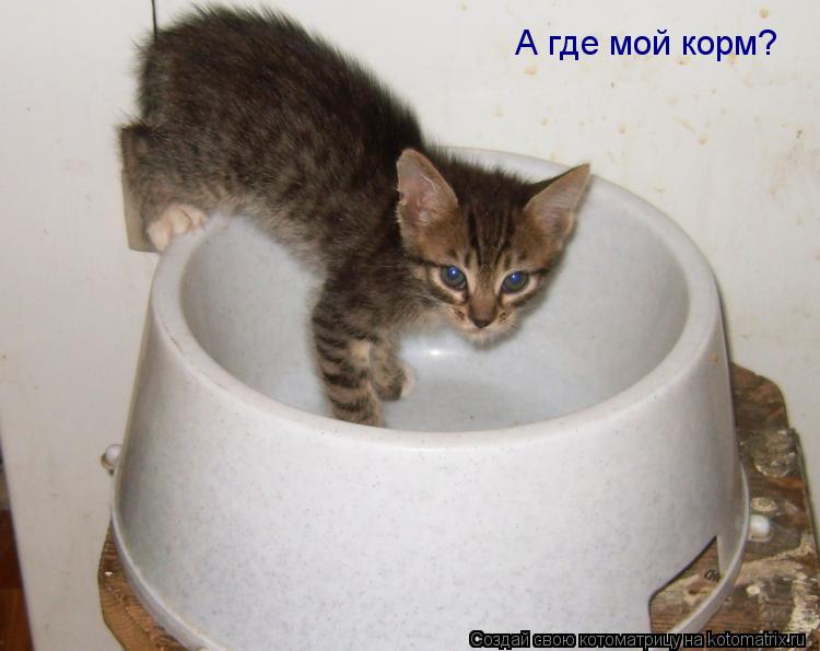 А где мой корм?... Котоматрица: А где мой корм?
