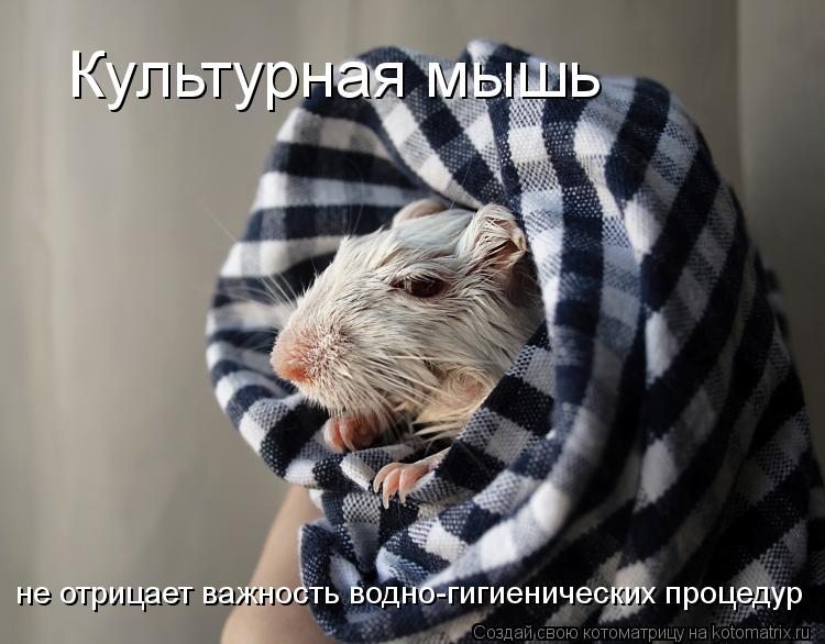 Культурная мышь не отрицает важность водно-гигиенических процедур... Котоматрица: Культурная мышь не отрицает важность водно-гигиенических процедур