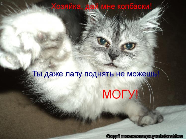 Хозяйка, дай мне колбаски! Ты даже лапу поднять не можешь! МОГУ!... Котоматрица: Хозяйка, дай мне колбаски! Ты даже лапу поднять не можешь! МОГУ!