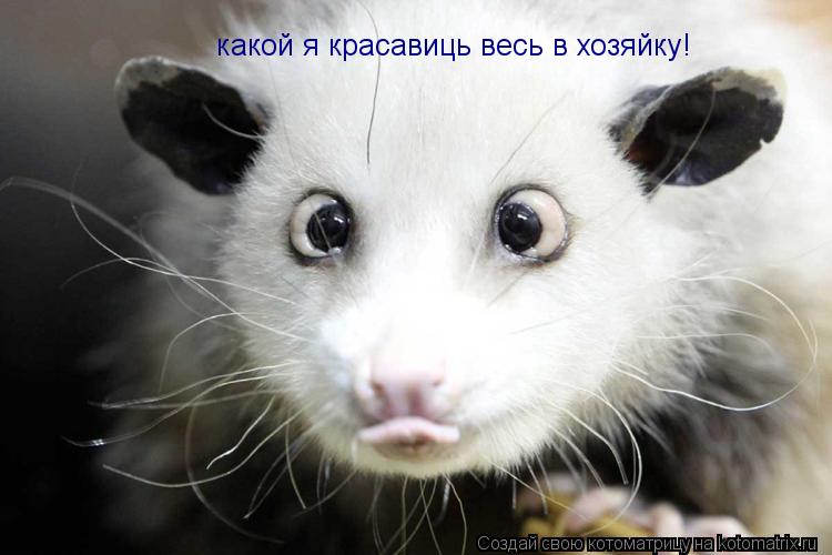 какой я красавиць весь в хозяйку!... Котоматрица: какой я красавиць весь в хозяйку!