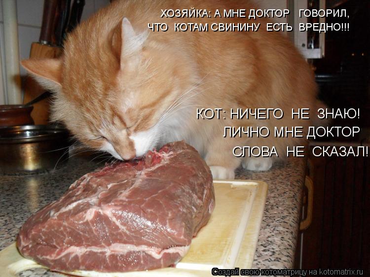 ХОЗЯЙКА: А МНЕ ДОКТОР ГОВОРИЛ, ЧТО КОТАМ СВИНИНУ ЕСТЬ ВРЕДНО!!! КОТ: НИЧЕГО НЕ ЗНАЮ! ЛИЧНО МН... Котоматрица: ХОЗЯЙКА: А МНЕ ДОКТОР ГОВОРИЛ, ЧТО КОТАМ СВИНИНУ ЕСТЬ ВРЕДНО!!! КОТ: НИЧЕГО НЕ ЗНАЮ! ЛИЧНО МНЕ ДОКТОР СЛОВА НЕ СКАЗАЛ!
