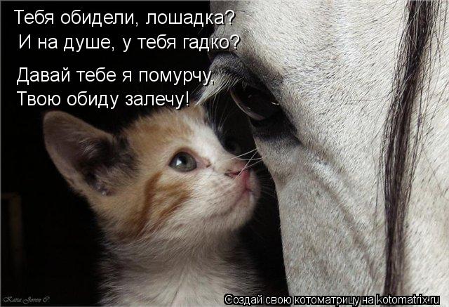 Тебя обидели, лошадка? И на душе, у тебя гадко? Давай тебе я помурчу, Твою обиду залечу!... Котоматрица: Тебя обидели, лошадка? И на душе, у тебя гадко? Давай тебе я помурчу, Твою обиду залечу!
