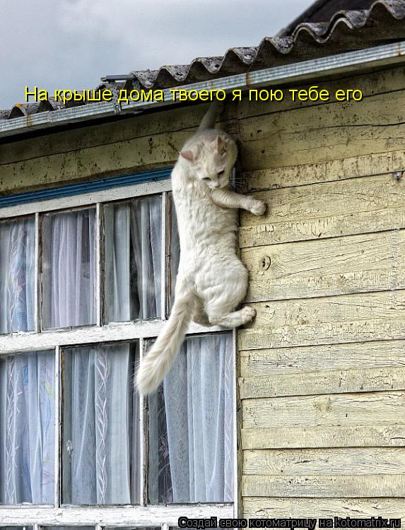 На крыше дома твоего я пою тебе его... Котоматрица: На крыше дома твоего я пою тебе его