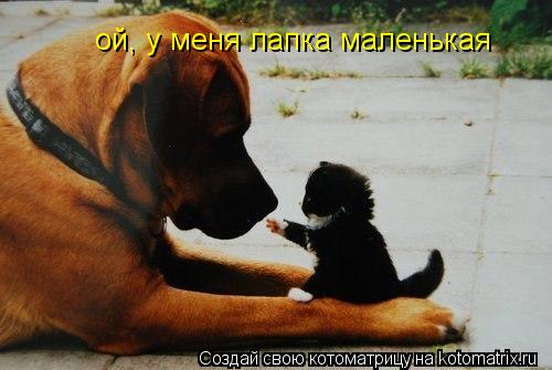 ой, у меня лапка маленькая... Котоматрица: ой, у меня лапка маленькая