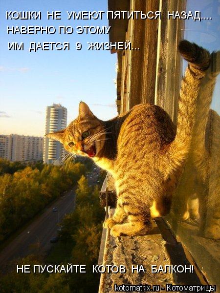 Котоматрица: КОШКИ  НЕ  УМЕЮТ ПЯТИТЬСЯ  НАЗАД.... НАВЕРНО ПО ЭТОМУ ИМ  ДАЕТСЯ  9  ЖИЗНЕЙ... НЕ ПУСКАЙТЕ  КОТОВ  НА  БАЛКОН!