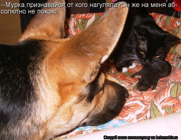 --Мурка,признавайся,от кого нагуляла?Он же на меня аб- солютно не похож!... Котоматрица: --Мурка,признавайся,от кого нагуляла?Он же на меня аб- солютно не похож!