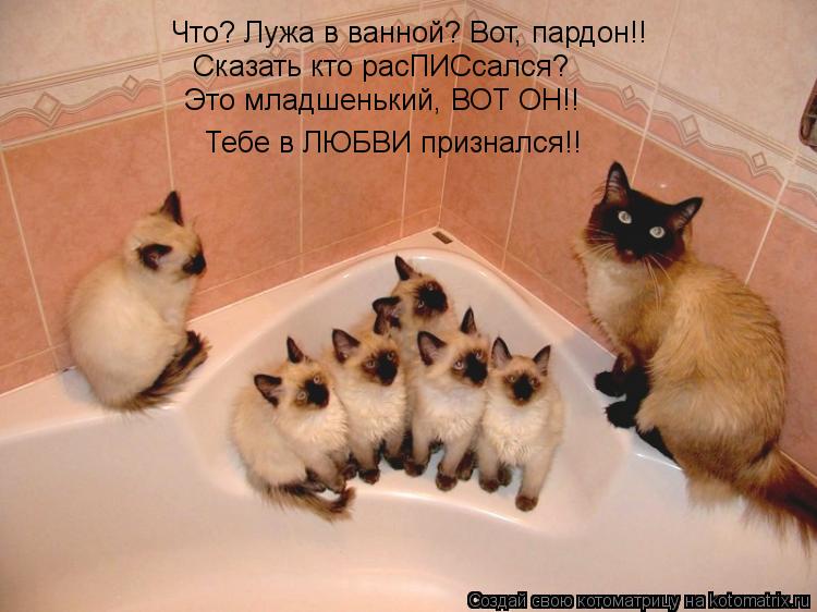 Котоматрица: Что? Лужа в ванной? Вот, пардон!! Сказать кто расПИСсался? Это младшенький, ВОТ ОН!! Тебе в ЛЮБВИ признался!!