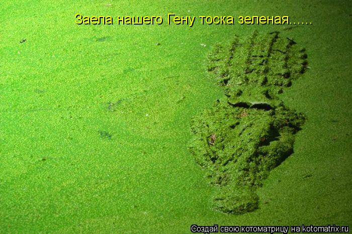 Котоматрица: Заела нашего Гену тоска зеленая......