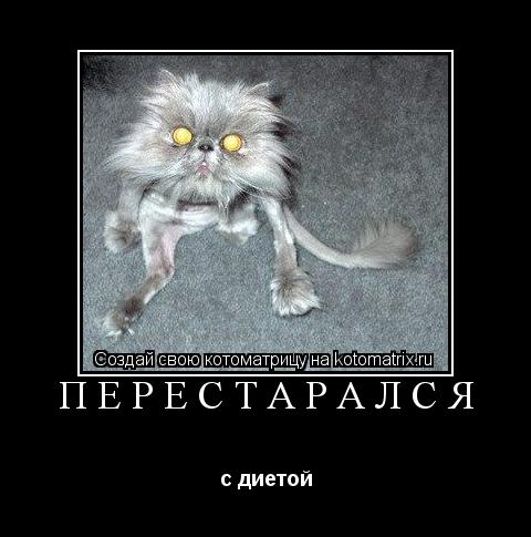 Котоматрица: Перестарался с диетой